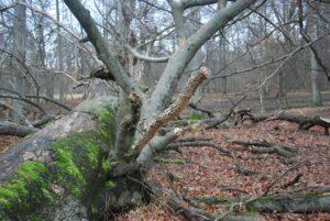 powalone-drzewa-park-koszalin